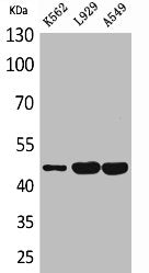 Western Blot analysis of K562 L929 A549 cells using CD158z Polyclonal Antibody