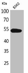Western Blot analysis of K562 cells using CD329 Polyclonal Antibody