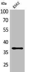 Western Blot analysis of K562 cells using SLAM Polyclonal Antibody