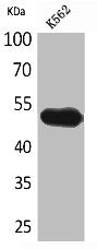 Western Blot analysis of K562 cells using CD328 Polyclonal Antibody
