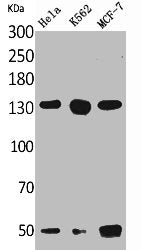 Western Blot analysis of HeLa K562 MCF7 cells using Ob-R Polyclonal Antibody