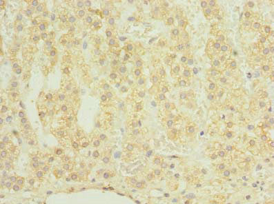 Immunohistochemistry of paraffin-embedded human adrenal gland tissue using CSB-PA005310LA01HU at dilution of 1:100
