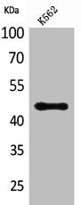 Western Blot analysis of K562 cells using CD177 Polyclonal Antibody