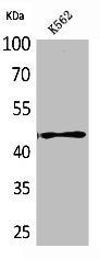 Western Blot analysis of K562 cells using CD241 Polyclonal Antibody