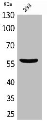 Western Blot analysis of 293 cells using CD276 Polyclonal Antibody
