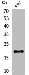 Western Blot analysis of K562 cells using CD160 Polyclonal Antibody