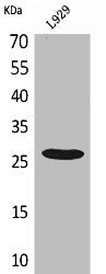 Western Blot analysis of L929 cells using CD159a/c Polyclonal Antibody