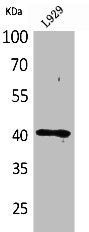Western Blot analysis of L929 cells using CKR-3 Polyclonal Antibody