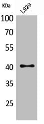 Western Blot analysis of L929 cells using CKR-4 Polyclonal Antibody