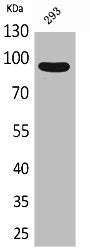 Western Blot analysis of 293 cells using CDCP1 Polyclonal Antibody