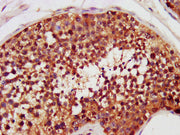 IHC image of CSB-PA005339LA01HU diluted at 1:200 and staining in paraffin-embedded human testis tissue performed on a Leica BondTM system. After dewaxing and hydration, antigen retrieval was mediated by high pressure in a citrate buffer (pH 6.0)....