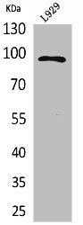 Western Blot analysis of L929 cells using MACC1 Polyclonal Antibody
