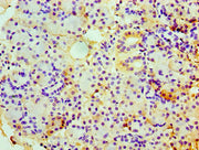 Immunohistochemistry of paraffin-embedded human pancreatic tissue using CSB-PA005344YA01HU at dilution of 1:100