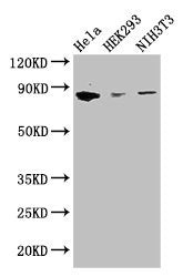 Western Blot Positive WB detected in: Hela whole cell lysate, HEK293 whole cell lysate, NIH/3T3 whole cell lysate All lanes: CHGB antibody at 2.8ug/ml Secondary Goat polyclonal to rabbit IgG at 1/50000 dilution Predicted band size: 79 kDa Observed...