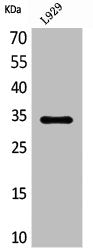 Western Blot analysis of L929 cells using Osteoglycin Polyclonal Antibody
