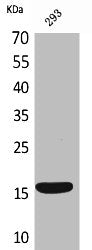 Western Blot analysis of 293 cells using PSP Polyclonal Antibody