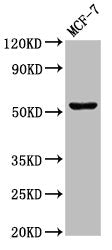 Western Blot Positive WB detected in: MCF-7 whole cell lysate All lanes: CHKA antibody at 3µg/ml Secondary Goat polyclonal to rabbit IgG at 1/50000 dilution Predicted band size: 53, 51 kDa Observed band size: 53 kDa