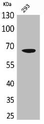Western Blot analysis of 293 cells using VGF Polyclonal Antibody