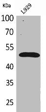 Western Blot analysis of L929 cells using VEGF-C Polyclonal Antibody