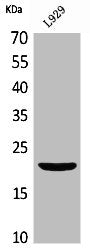 Western Blot analysis of L929 cells using IL-29 Polyclonal Antibody