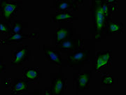 Immunofluorescence staining of U251 cells with CSB-PA005381PA01HU at 1:50,counter-stained with DAPI. The cells were fixed in 4% formaldehyde, permeabilized using 0.2% Triton X-100 and blocked in 10% normal Goat Serum. The cells were then incubated...