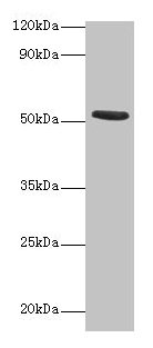 Western blot All lanes: CHRNA1 antibody at 2µg/ml + Recombinant Acetylcholine receptor subunit alpha protein 0.1µg Secondary Goat polyclonal to rabbit IgG at 1/15000 dilution Predicted band size: 53 kDa Observed band size: 53 kDa