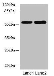 Western blot All lanes: CHRNE antibody at 1.87µg/ml Lane 1: Hela whole cell lysate Lane 2: HepG2 whole cell lysate Secondary Goat polyclonal to rabbit IgG at 1/10000 dilution Predicted band size: 55 kDa Observed band size: 55 kDa