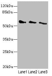 Western blot All lanes: CHRNG antibody at 5.5ug/ml Lane 1: 293T whole cell lysate Lane 2: HepG2 whole cell lysate Lane 3: Hela whole cell lysate Secondary Goat polyclonal to rabbit IgG at 1/10000 dilution Predicted band size: 58, 53 kDa Observed b...