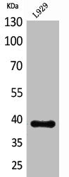 Western Blot analysis of L929 cells using Inhibin β-E Polyclonal Antibody