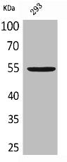 Western Blot analysis of 293 cells using GDF-5 Polyclonal Antibody