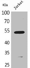 Western Blot analysis of Jurkat cells using BMP-3A Polyclonal Antibody