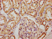 IHC image of CSB-PA005416LA01HU diluted at 1:300 and staining in paraffin-embedded human kidney tissue performed on a Leica BondTM system. After dewaxing and hydration, antigen retrieval was mediated by high pressure in a citrate buffer (pH 6.0)....