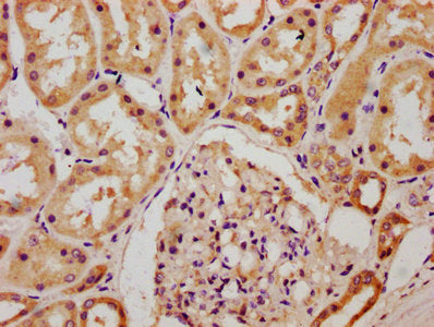 IHC image of CSB-PA005416LA01HU diluted at 1:300 and staining in paraffin-embedded human kidney tissue performed on a Leica BondTM system. After dewaxing and hydration, antigen retrieval was mediated by high pressure in a citrate buffer (pH 6.0)....