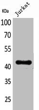 Western Blot analysis of Jurkat cells using BMP-8A Polyclonal Antibody