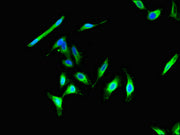 Immunofluorescent analysis of Hela cells using CSB-PA005427LA01HU at dilution of 1:100 and Alexa Fluor 488-congugated AffiniPure Goat Anti-Rabbit IgG(H+L)