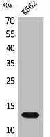 Western Blot analysis of K562 cells using Lymphotactin Polyclonal Antibody.