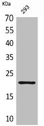 Western Blot analysis of 293 cells using ARP Polyclonal Antibody