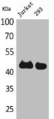 Western Blot analysis of Jurkat 293 cells using SCCA1/2 Polyclonal Antibody