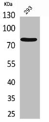 Western Blot analysis of 293 cells using Bcl-6 Polyclonal Antibody