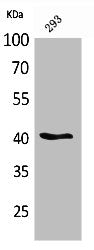 Western Blot analysis of 293 cells using Pax-5 Polyclonal Antibody