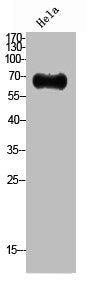 Western Blot analysis of HELA cells using Neuregulin-1 Polyclonal Antibody