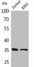 Western Blot analysis of Jurkat K562 cells using Ref-1 Polyclonal Antibody