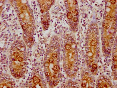 IHC image of CSB-PA005474LA01HU diluted at 1:150 and staining in paraffin-embedded human small intestine tissue performed on a Leica BondTM system. After dewaxing and hydration, antigen retrieval was mediated by high pressure in a citrate buffer (...