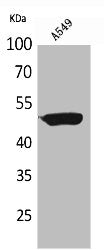 Western Blot analysis of A549 cells using HNF-3α/β/γ Polyclonal Antibody
