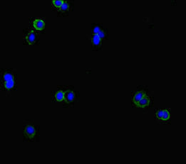 Immunofluorescent analysis of HepG2 cells using CSB-PA005480LA01HU at dilution of 1:100 and Alexa Fluor 488-congugated AffiniPure Goat Anti-Rabbit IgG(H+L)