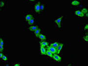 Immunofluorescent analysis of HepG2 cells using CSB-PA005481LA01HU at dilution of 1:100 and Alexa Fluor 488-congugated AffiniPure Goat Anti-Rabbit IgG(H+L)