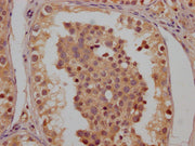 IHC image of CSB-PA005485LA01HU diluted at 1:200 and staining in paraffin-embedded human testis tissue performed on a Leica BondTM system. After dewaxing and hydration, antigen retrieval was mediated by high pressure in a citrate buffer (pH 6.0)....