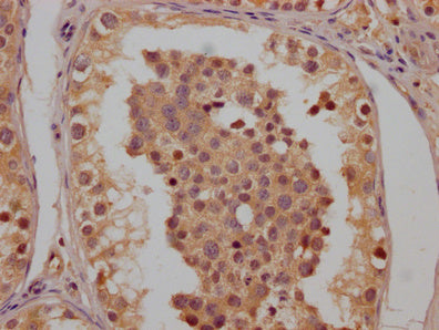 IHC image of CSB-PA005485LA01HU diluted at 1:200 and staining in paraffin-embedded human testis tissue performed on a Leica BondTM system. After dewaxing and hydration, antigen retrieval was mediated by high pressure in a citrate buffer (pH 6.0)....