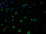Immunofluorescence staining of HepG2 cells with CSB-PA005492LA01HU at 1:100, counter-stained with DAPI. The cells were fixed in 4% formaldehyde and blocked in 10% normal Goat Serum. The cells were then incubated with the antibody overnight at 4°C....
