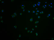 Immunofluorescence staining of HepG2 cells with CSB-PA005492LA11HU at 1:100, counter-stained with DAPI. The cells were fixed in 4% formaldehyde and blocked in 10% normal Goat Serum. The cells were then incubated with the antibody overnight at 4°C....